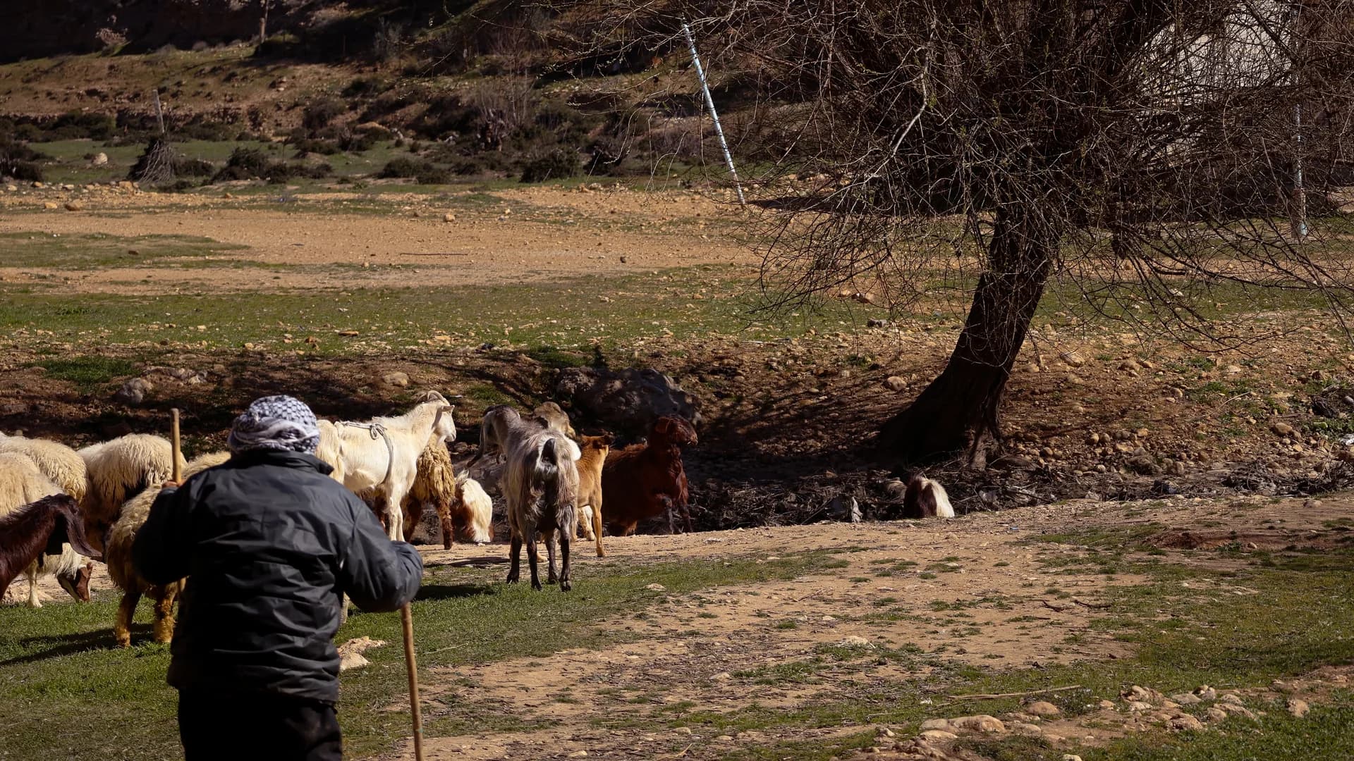 Berger berbère avec son troupeau de chèvres près d’Imlil