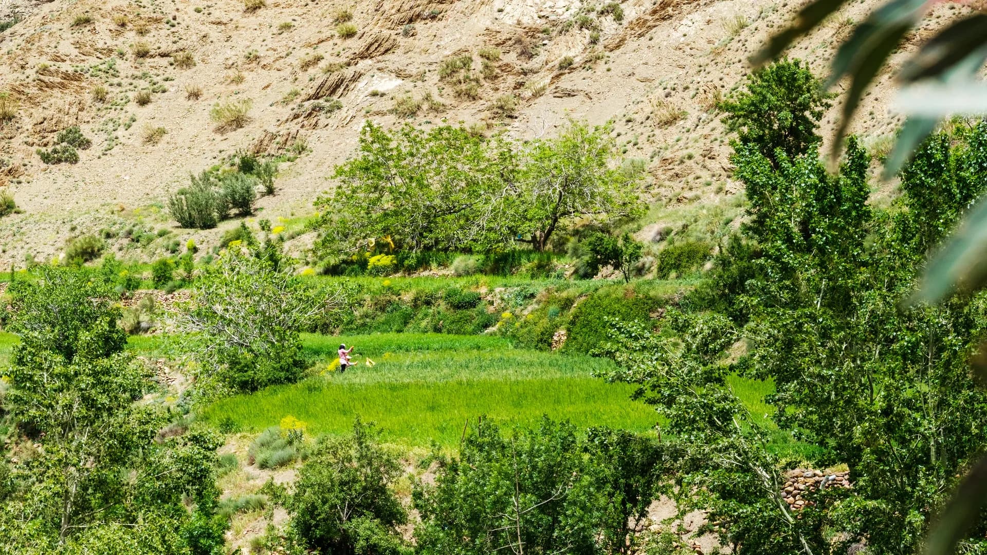 Champs verdoyants dans la vallée d’Imlil au printemps